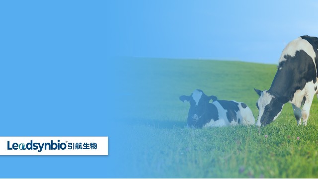 奶牛產(chǎn)后癱瘓怎么辦？研究發(fā)現(xiàn)25-羥基維生素D?對奶牛具有這些作用｜產(chǎn)品科普